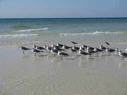 104 Island Princess Gulf Front ~ Free Beach Service