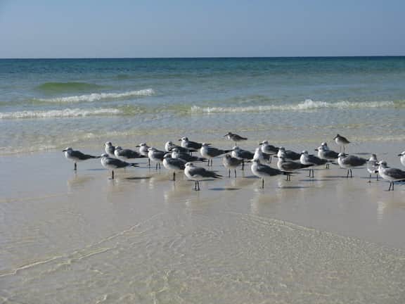 104 Island Princess Gulf Front ~ Free Beach Service